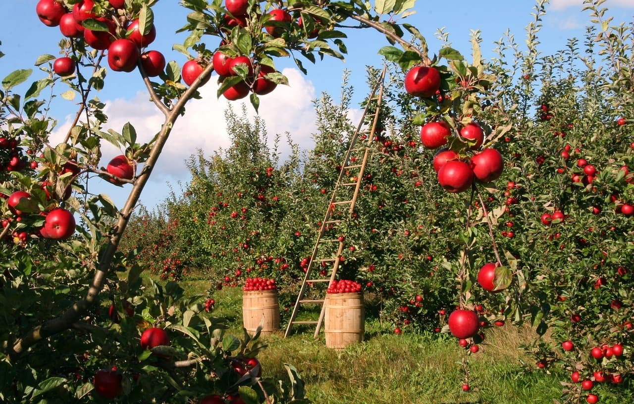 apples-g12fa5dccf_1280.jpg