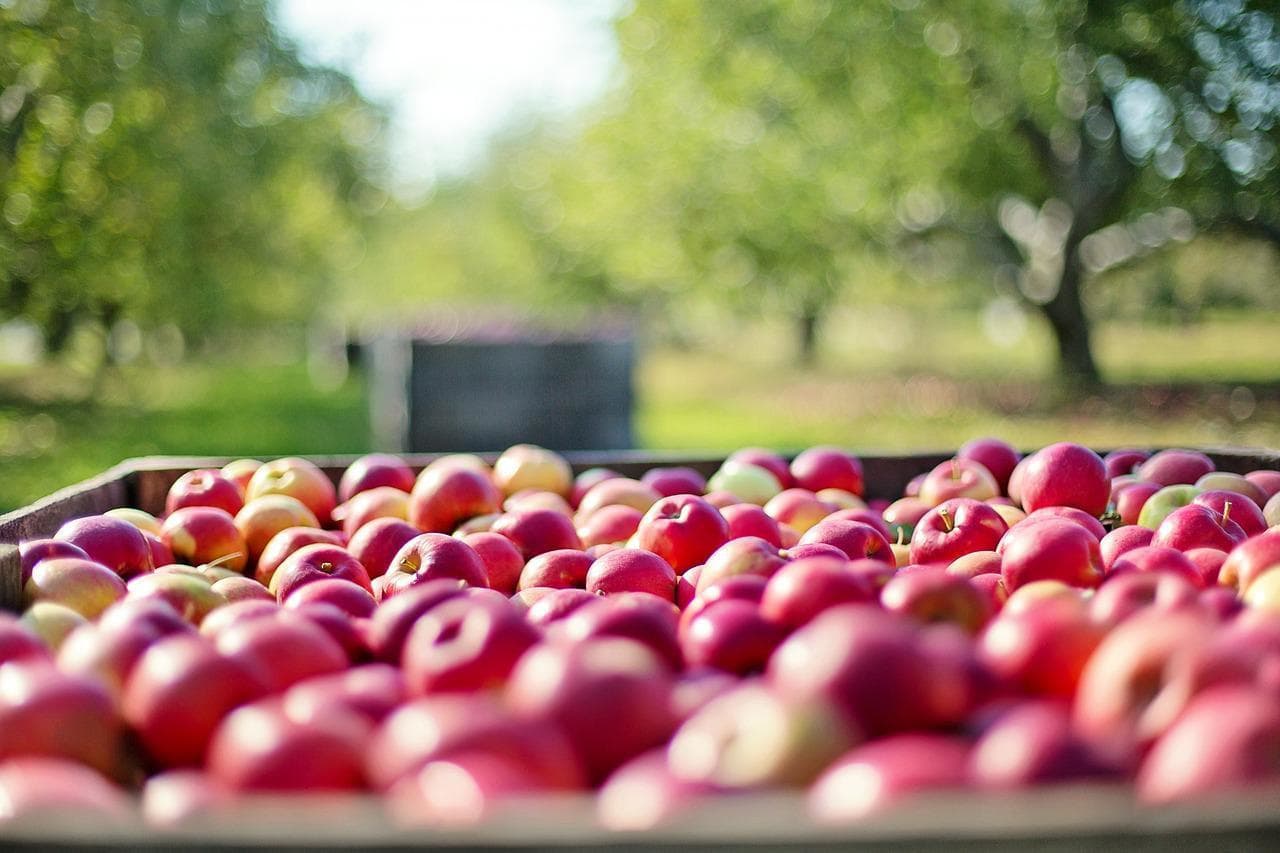 apples-g828fa450b_1280.jpg