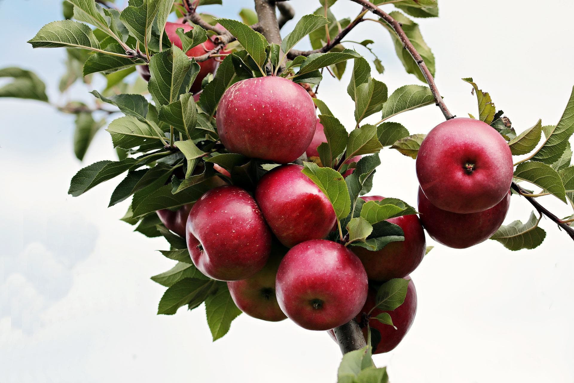 apples-g807e3845c_1920.jpg