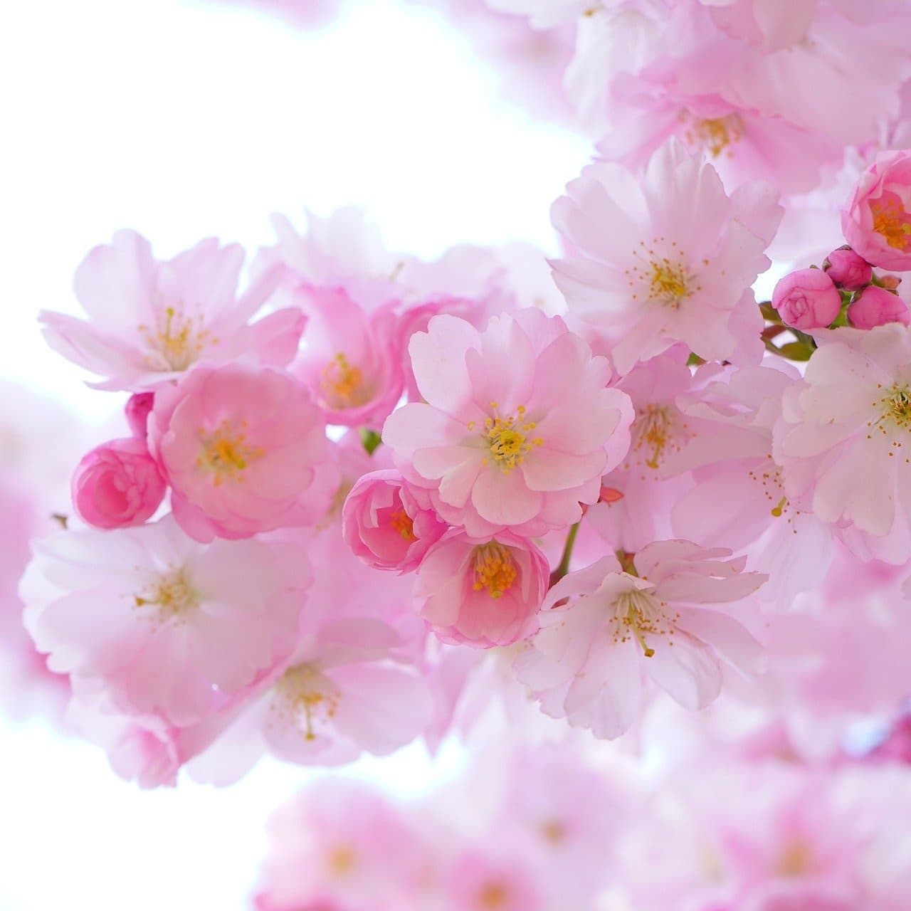 花を愛でる貸切バス旅行桜