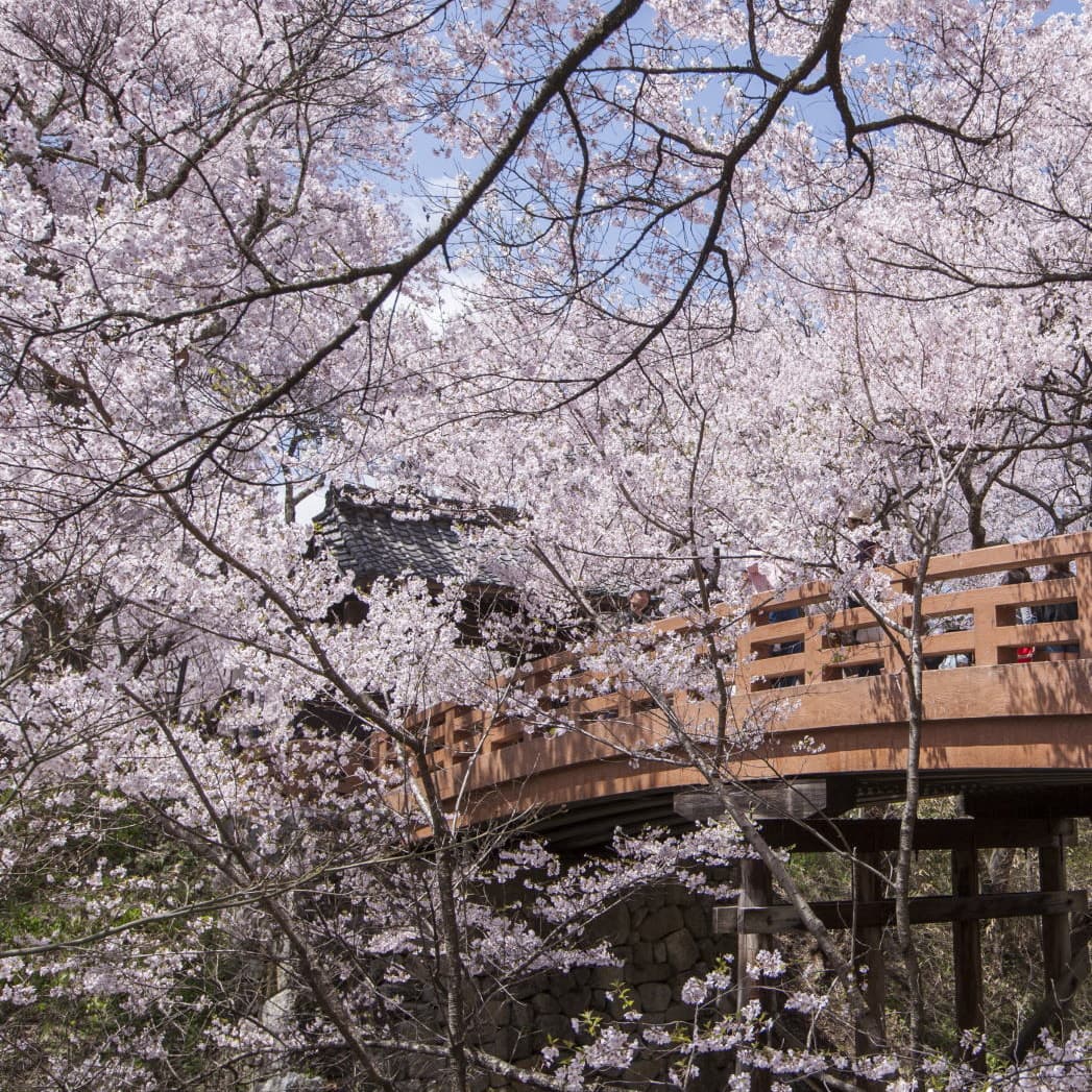 花を愛でる貸切バス旅行で高遠城址公園