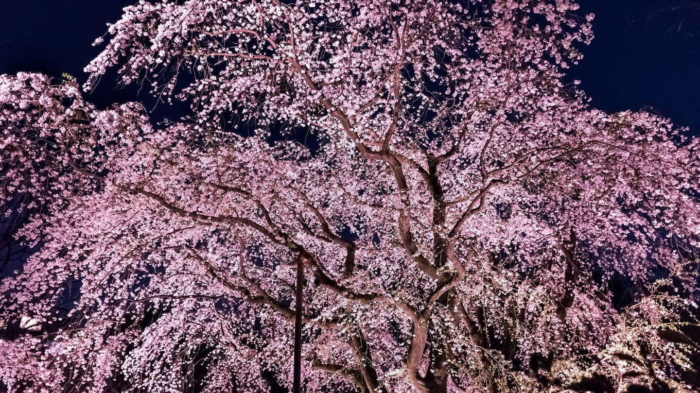 貸切バス旅行に乗って行く高遠桜