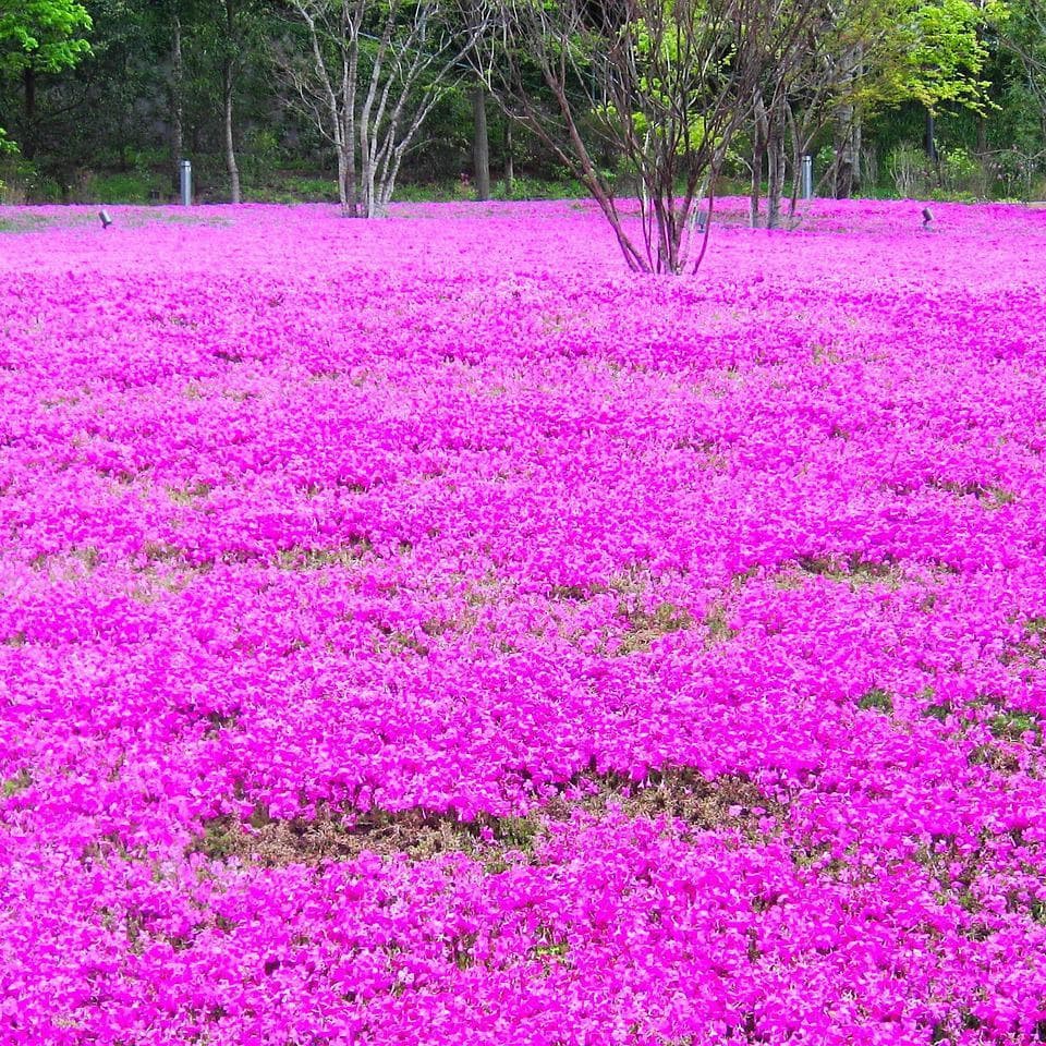 貸切バス旅行で行く芝桜