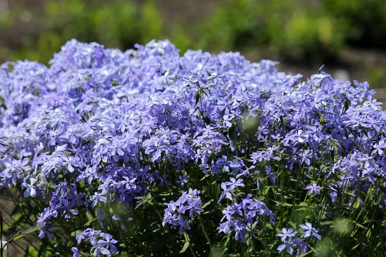 splayed-phlox-blue-perfume-g83465cb50_1280.jpg