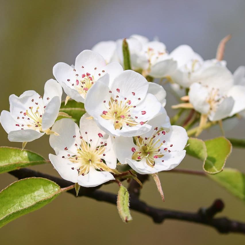 梨の花を見るなら貸切バス旅行で