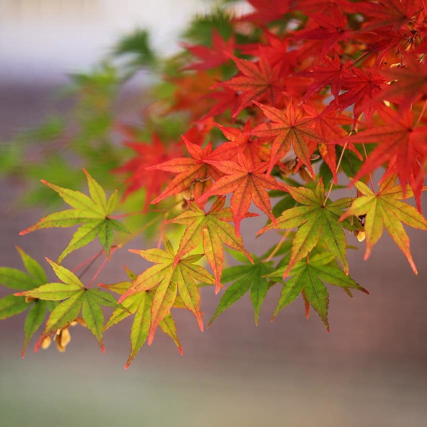 紅葉を見るなら貸切バス旅行