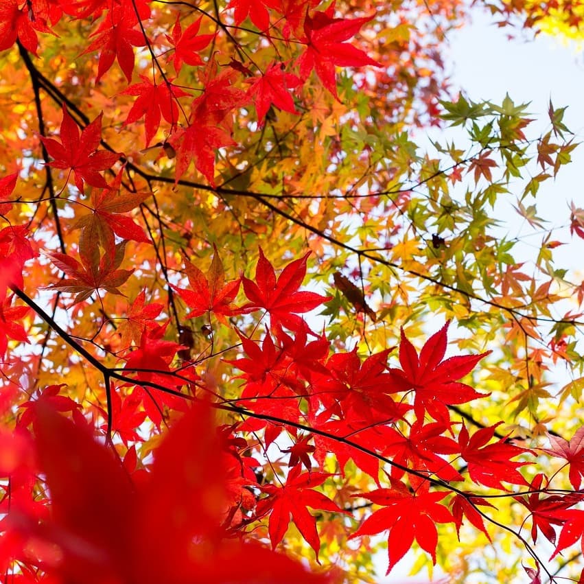 貸切バス旅行で紅葉の里に