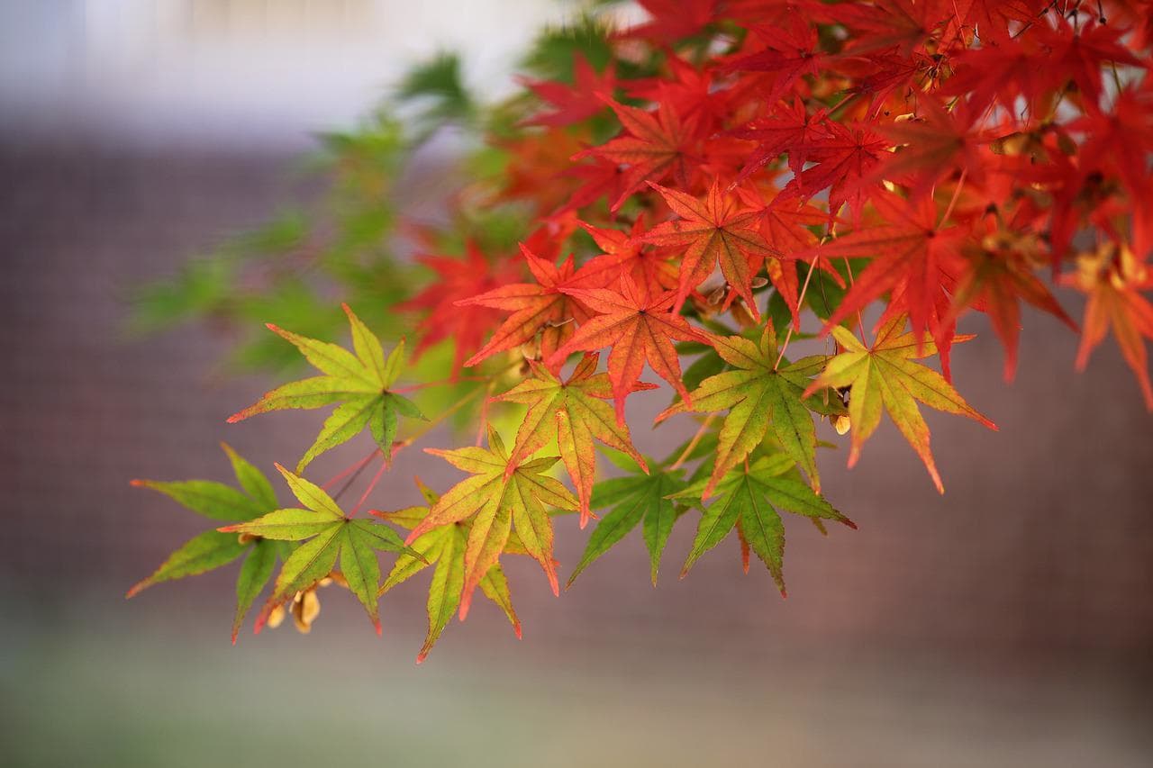 autumn-leaves-ge8c5664b8_1280.jpg