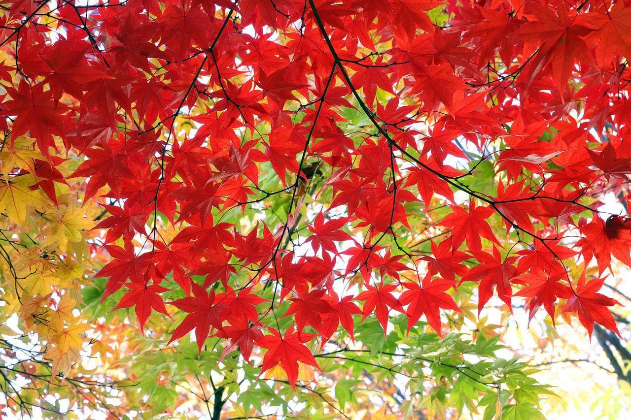 autumn-leaves-g7b8e2e723_1280.jpg